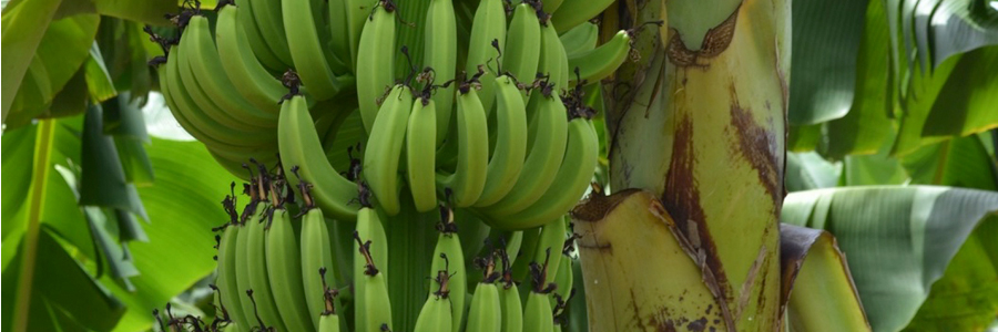 l’Appel à projets dédié à la modernisation des exploitations des filières Canne et Banane est ouvert
