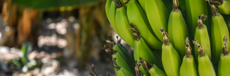 FEADER : Appel à projets – Mesure 4.1.1 « Modernisation des exploitations agricoles dans les filières canne et banane »