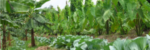 Plantation