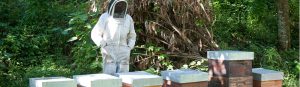 Ruches - apiculture