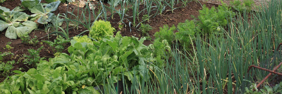 Jardins partagés et réseau rural